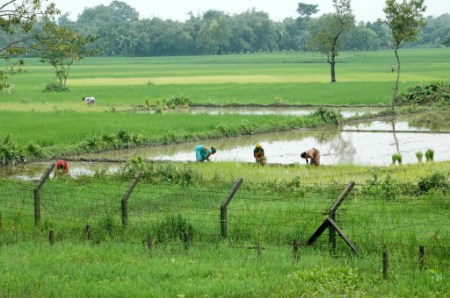 Campos de cultivo más allá de la frontera indobanglades�.