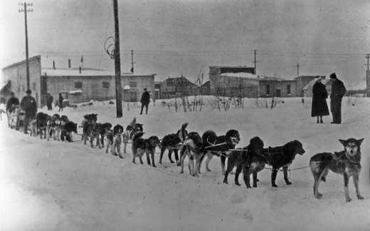 dog sled