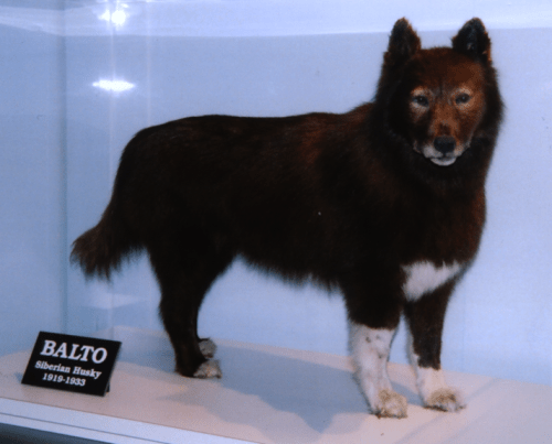balto