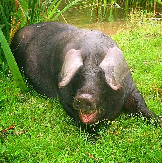 large_black_pig